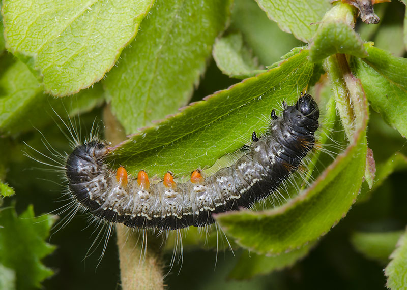 Bruchi - Eriogaster (Eriogaster) lanestris, Lasiocampidae